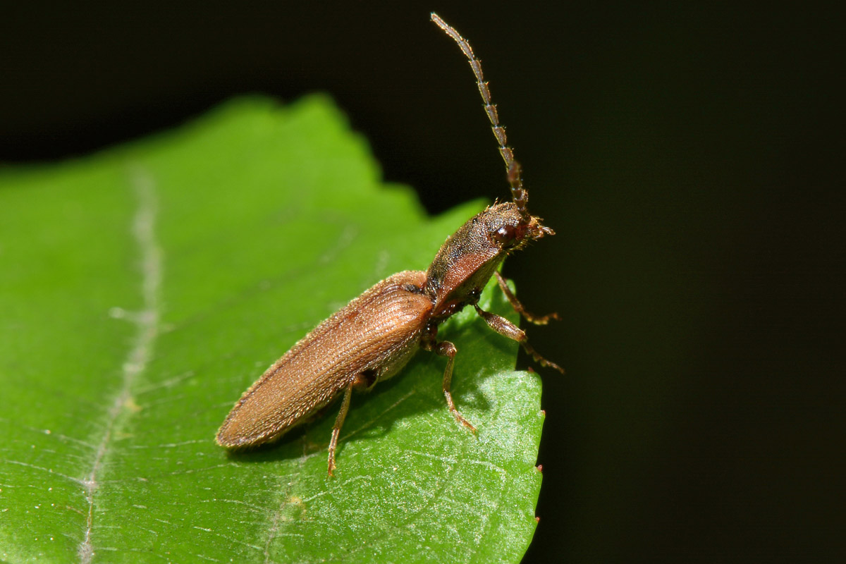 Elateridae: Athous bicolor?